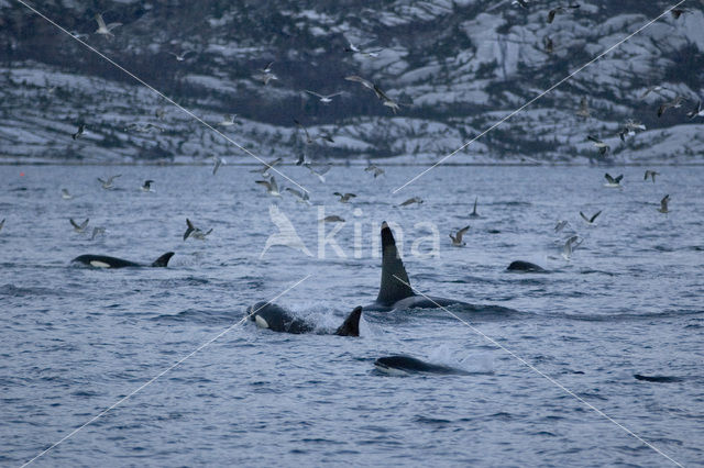 Orka