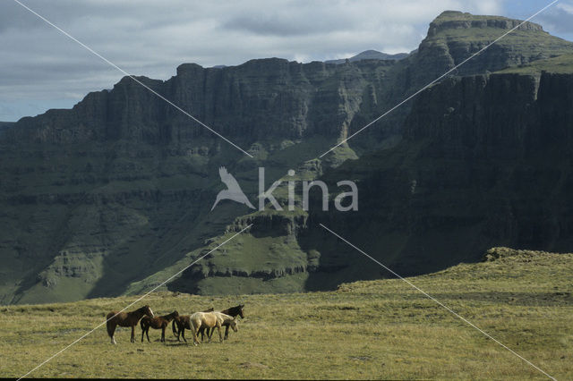 Horse (Equus spp)