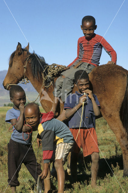 Paard (Equus spp)