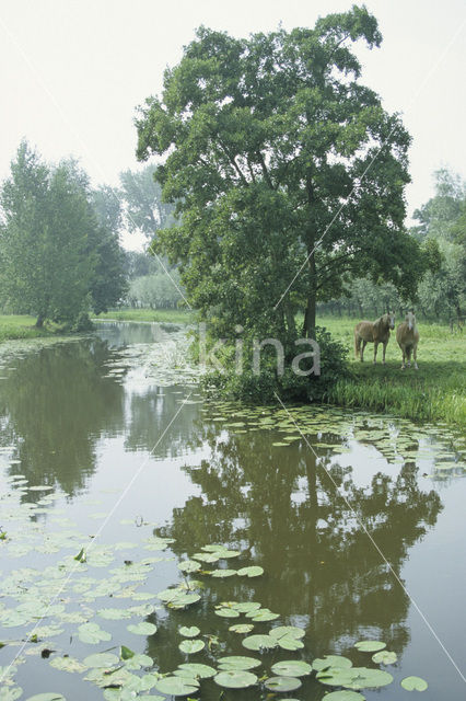 Horse (Equus spp)