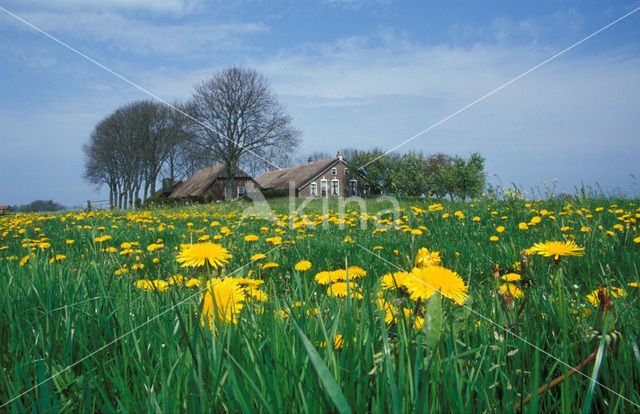 Common Dandelion (Taraxacum vulgare)