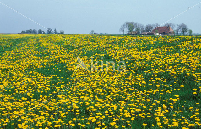 Paardenbloem (Taraxacum vulgare)