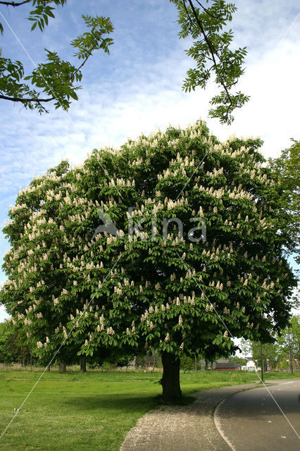 Paardenkastanje (Aesculus hippocastanum)