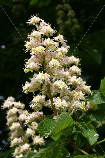 Paardenkastanje (Aesculus hippocastanum)