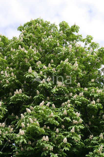 Paardenkastanje (Aesculus hippocastanum)