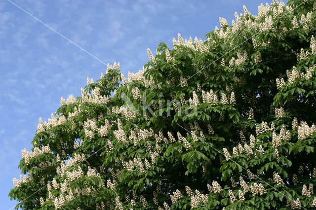 Horse-chestnut (Aesculus hippocastanum)