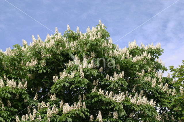 Paardenkastanje (Aesculus hippocastanum)