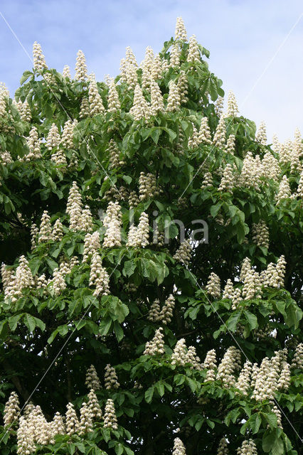 Paardenkastanje (Aesculus hippocastanum)