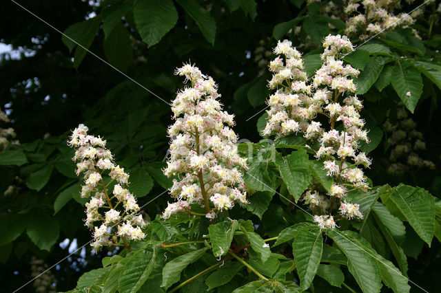 Paardenkastanje (Aesculus hippocastanum)