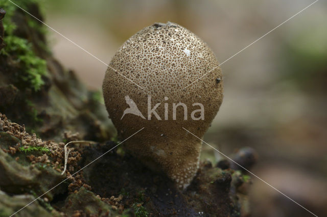 Peervormige stuifzwam (Lycoperdon pyriforme)