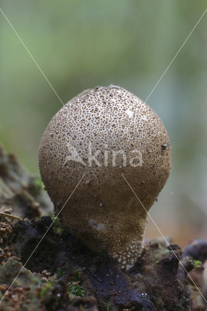 Peervormige stuifzwam (Lycoperdon pyriforme)