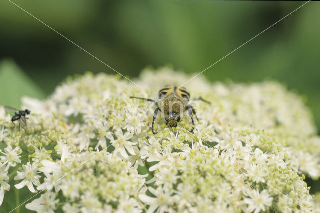 Penseelkever (Trichius fasciatus)