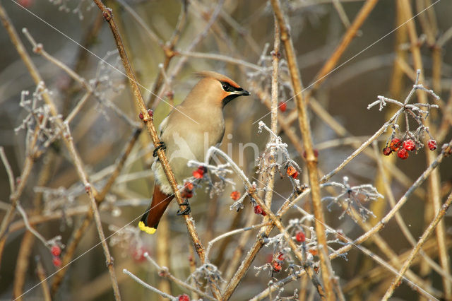 Pestvogel (Bombycilla garrulus)