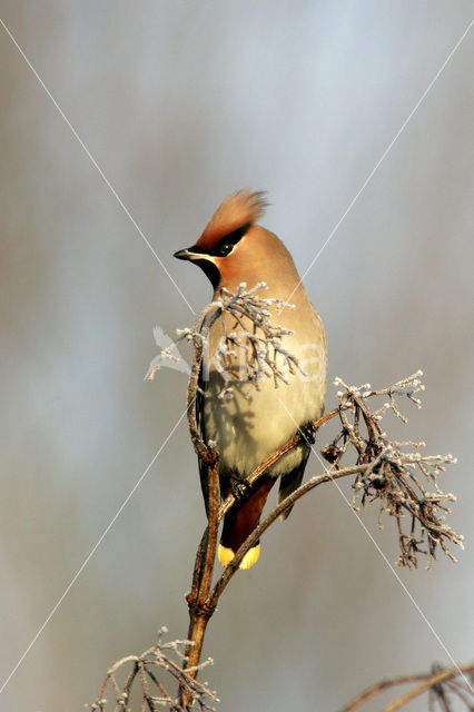 Pestvogel (Bombycilla garrulus)