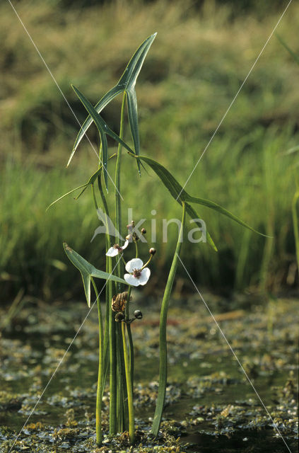 Arrowhead (Sagittaria sagittifolia)