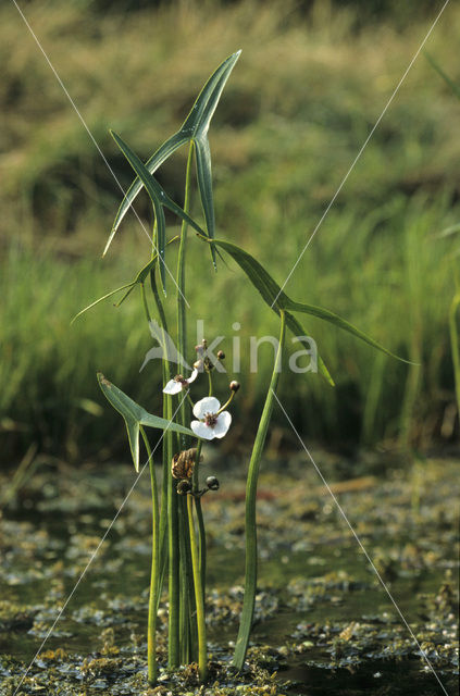 Pijlkruid (Sagittaria sagittifolia)