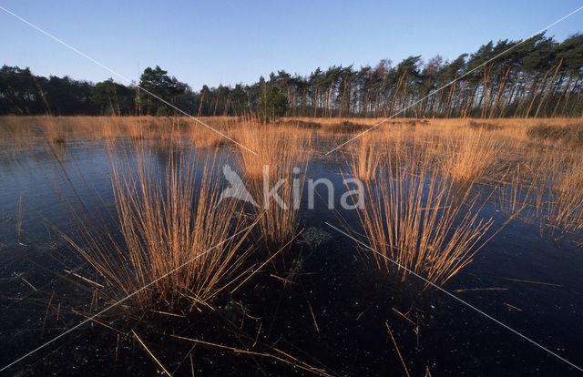 Purple Moor-grass (Molinia caerulea)
