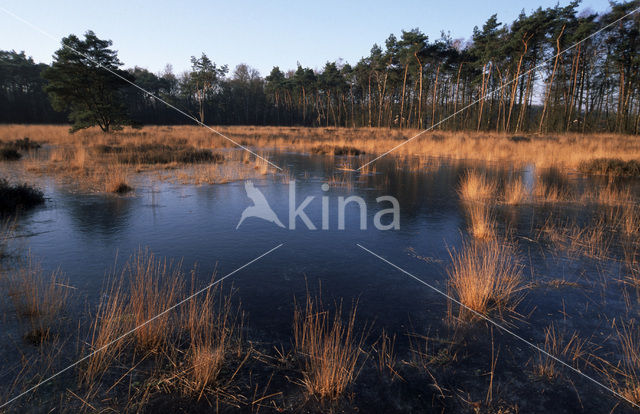Purple Moor-grass (Molinia caerulea)