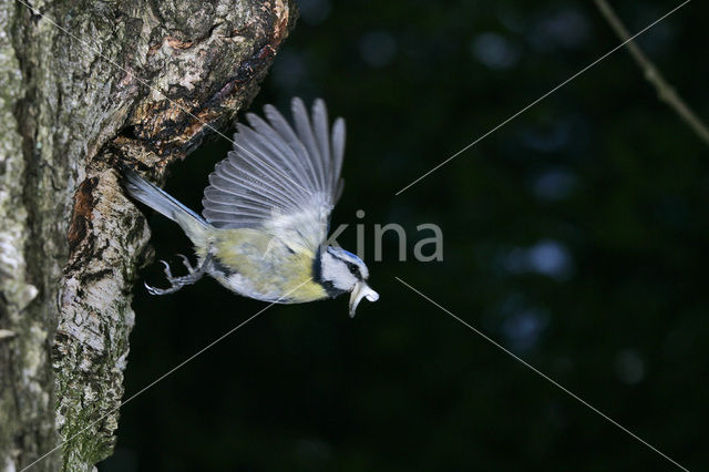 Blue Tit (Parus caeruleus)