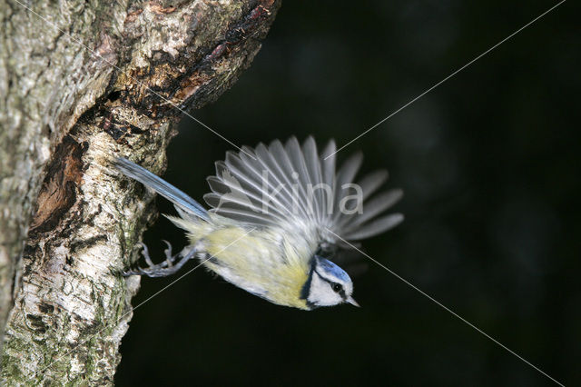 Blue Tit (Parus caeruleus)