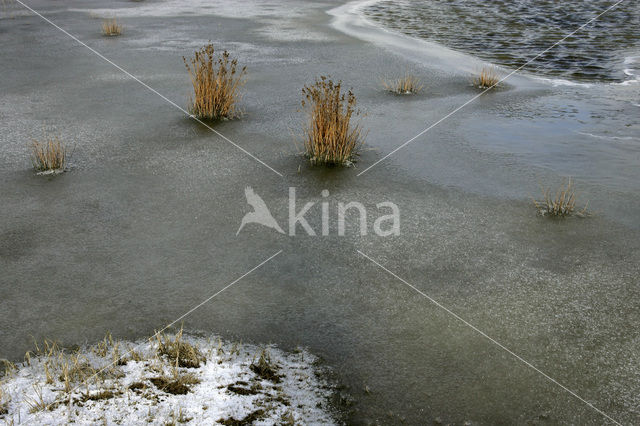 Pitrus (Juncus effusus)