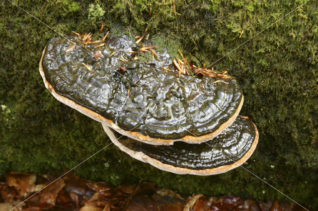 Platte tonderzwam (Ganoderma lipsiense)