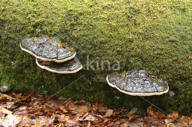 Platte tonderzwam (Ganoderma lipsiense)