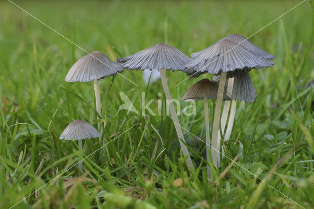 Umbrella Inkycap (Coprinus plicatilis)