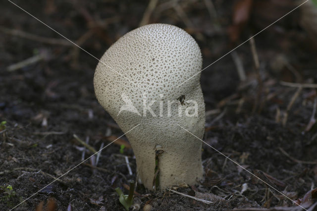 Plooivoetstuifzwam (Calvatia excipuliformis)