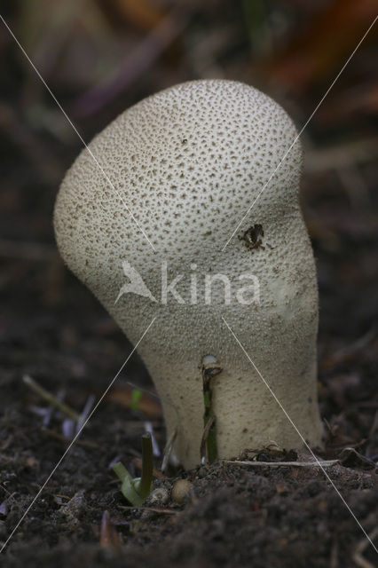 Plooivoetstuifzwam (Calvatia excipuliformis)