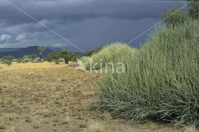 Potloodplant (Euphorbia tirucalli)