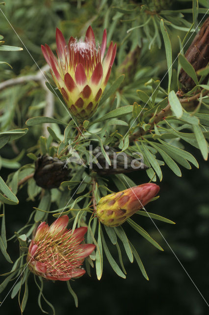 Protea spec.