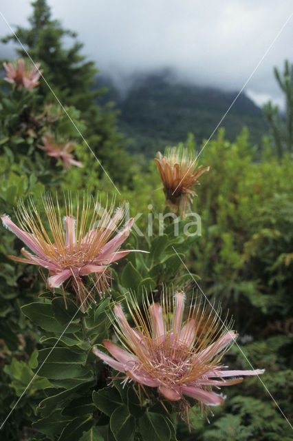 Protea spec.