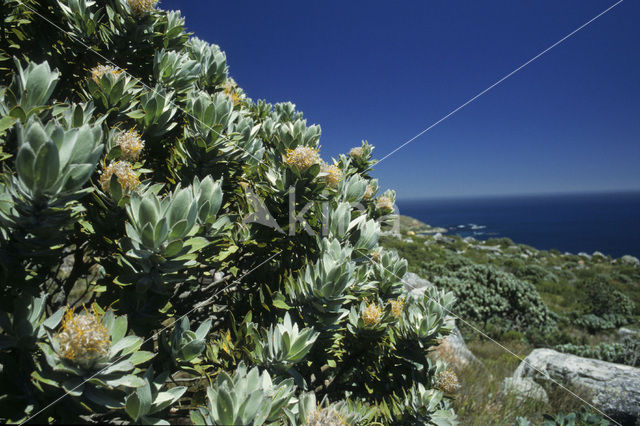 Protea spec.