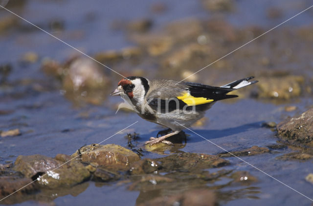 European Goldfinch (Carduelis carduelis)