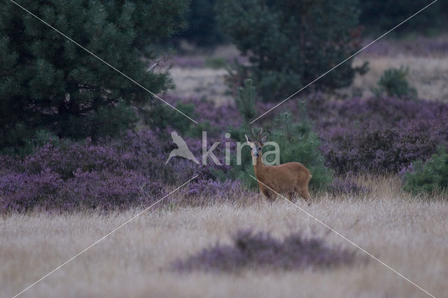 Roe Deer (Capreolus capreolus)