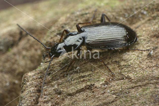 Riviersnelloper (Agonum micans)