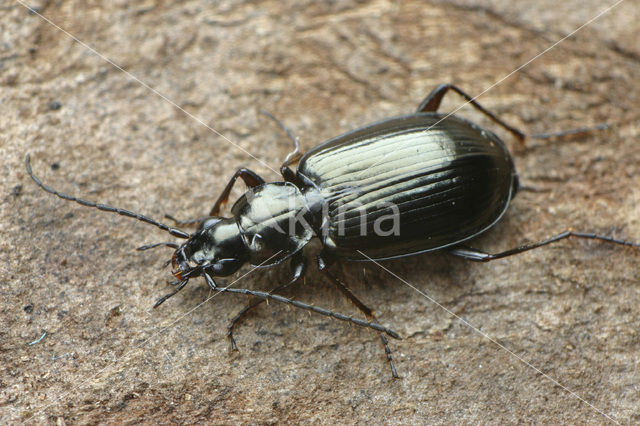 Agonum micans