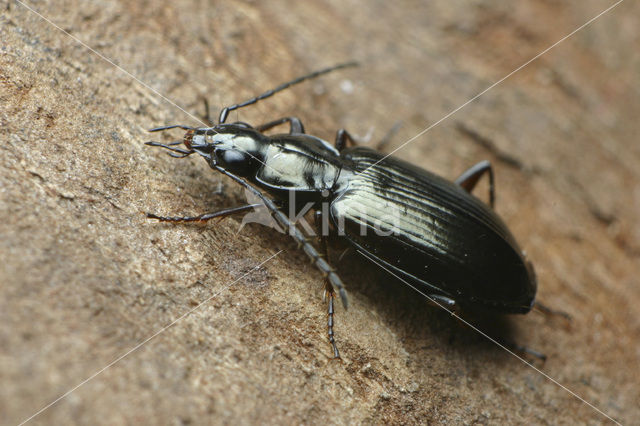 Riviersnelloper (Agonum micans)