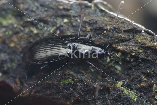 Agonum micans