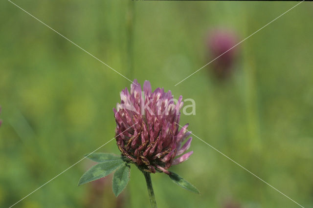 Rode klaver (Trifolium pratense)