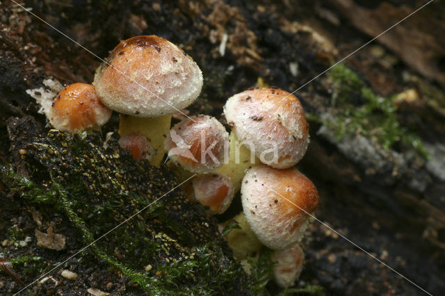 Rode zwavelkop (Psilocybe sublateritia)