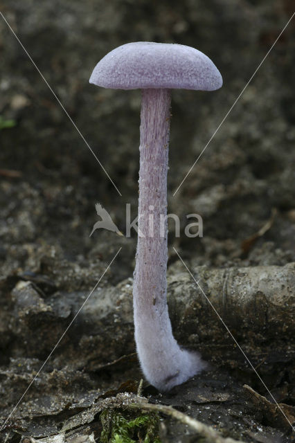 Amethyst Deceiver (Laccaria amethystina)