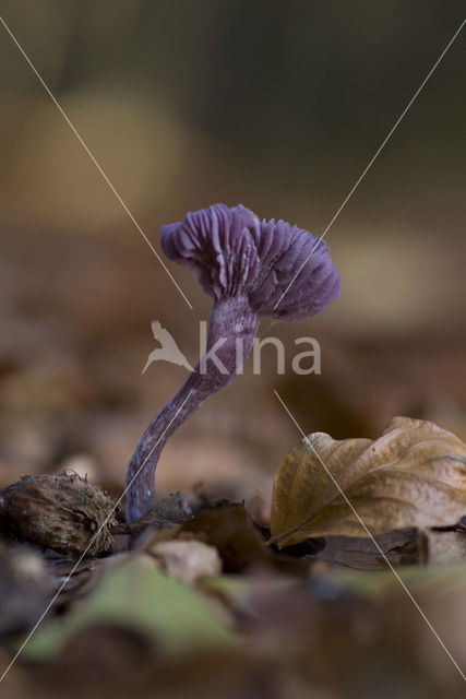 Amethyst Deceiver (Laccaria amethystina)