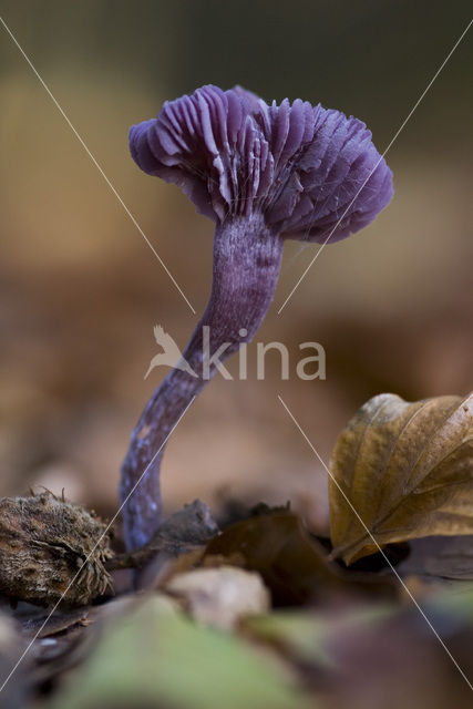 Amethyst Deceiver (Laccaria amethystina)