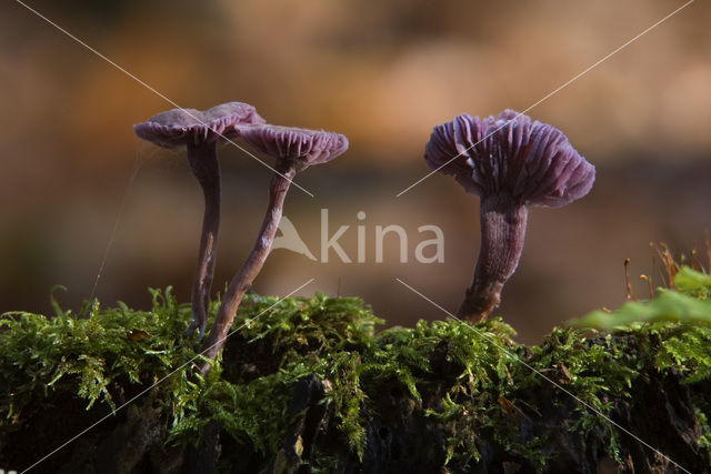 Amethyst Deceiver (Laccaria amethystina)