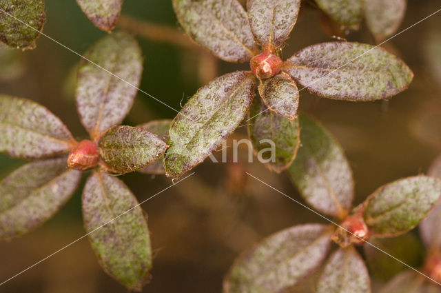 Rhododendron spec.