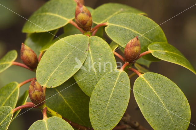 Rhododendron spec.