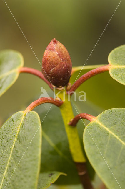 Rhododendron spec.