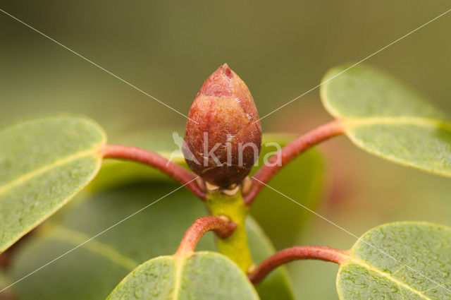 Rhododendron spec.